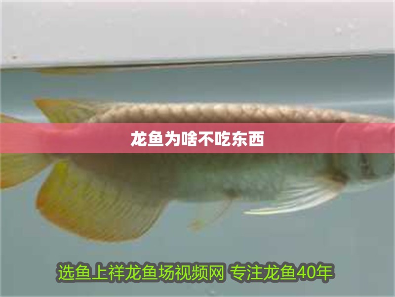 龍魚為啥不吃東西