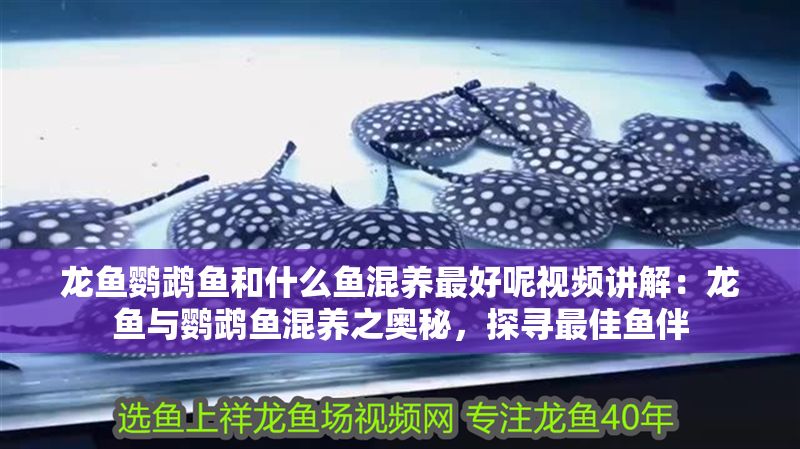 龍魚鸚鵡魚和什么魚混養最好呢視頻講解：龍魚與鸚鵡魚混養之奧秘，探尋最佳魚伴
