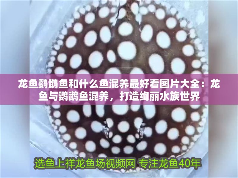 龍魚鸚鵡魚和什么魚混養最好看圖片大全：龍魚與鸚鵡魚混養，打造絢麗水族世界