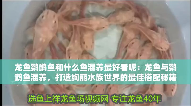 龍魚鸚鵡魚和什么魚混養(yǎng)最好看呢：龍魚與鸚鵡魚混養(yǎng)，打造絢麗水族世界的最佳搭配秘籍