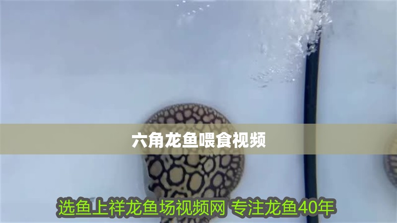 六角龍魚喂食視頻