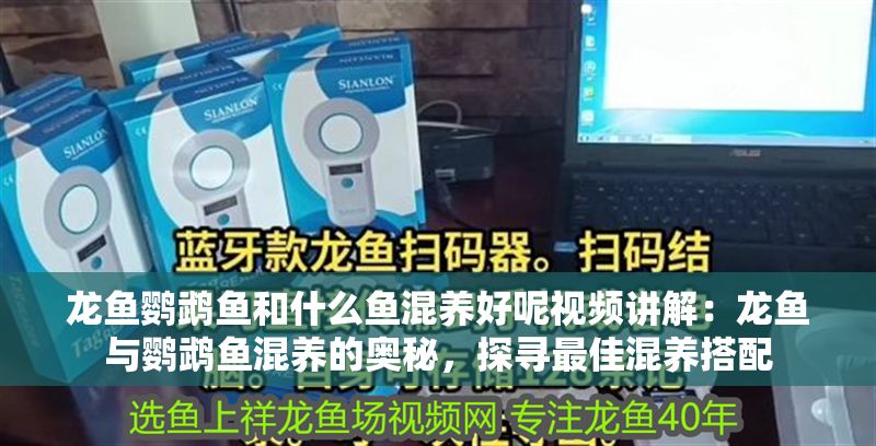龍魚鸚鵡魚和什么魚混養好呢視頻講解：龍魚與鸚鵡魚混養的奧秘，探尋最佳混養搭配