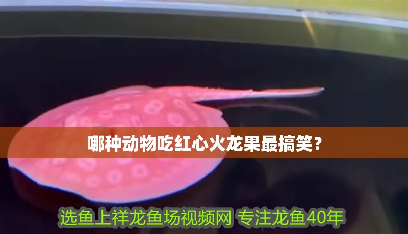 哪種動物吃紅心火龍果最搞笑？