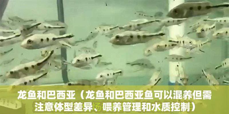 龍魚和巴西亞（龍魚和巴西亞魚可以混養但需注意體型差異、喂養管理和水質控制）