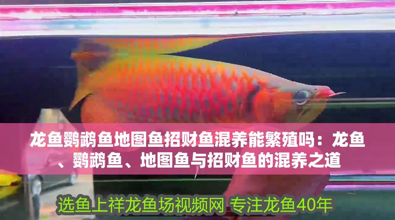 龍魚鸚鵡魚地圖魚招財魚混養能繁殖嗎：龍魚、鸚鵡魚、地圖魚與招財魚的混養之道 龍魚鸚鵡魚地圖魚招財魚混養能繁殖嗎：龍魚、鸚鵡魚、地圖魚與招財魚的混養之道 龍魚百科 第1張