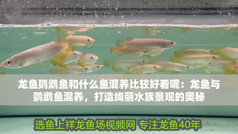 龍魚鸚鵡魚和什么魚混養(yǎng)比較好看呢：龍魚與鸚鵡魚混養(yǎng)，打造絢麗水族景觀的奧秘