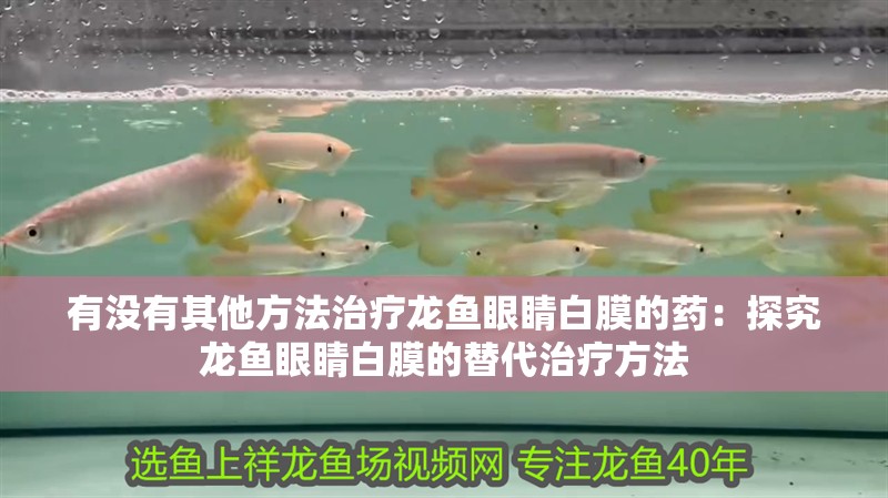 有沒(méi)有其他方法治療龍魚(yú)眼睛白膜的藥：探究龍魚(yú)眼睛白膜的替代治療方法
