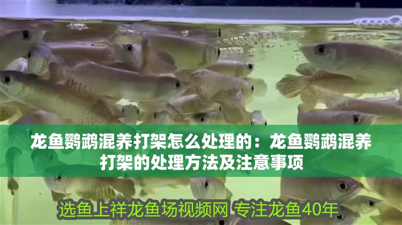龍魚鸚鵡混養打架怎么處理的：龍魚鸚鵡混養打架的處理方法及注意事項