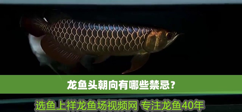 龍魚頭朝向有哪些禁忌？