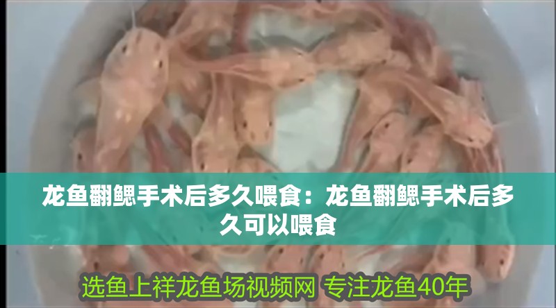 龍魚翻鰓手術后多久喂食：龍魚翻鰓手術后多久可以喂食