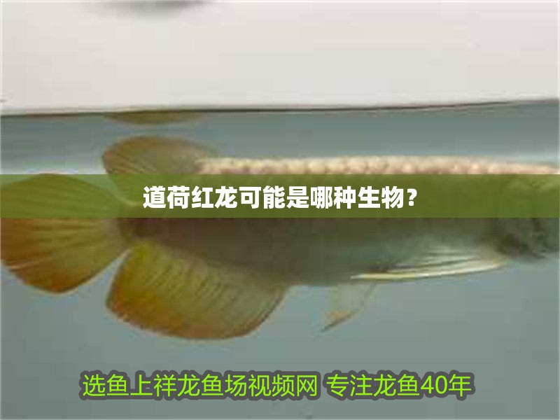 道荷紅龍可能是哪種生物？