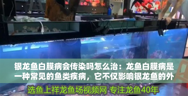 銀龍魚白膜病會傳染嗎怎么治：龍魚白膜病是一種常見的魚類疾病，它不僅影響銀龍魚的外觀，還可能對它們的生存造成威脅。那么，銀龍魚白膜病是否會傳染給其他魚類呢？本文將對此進行探討