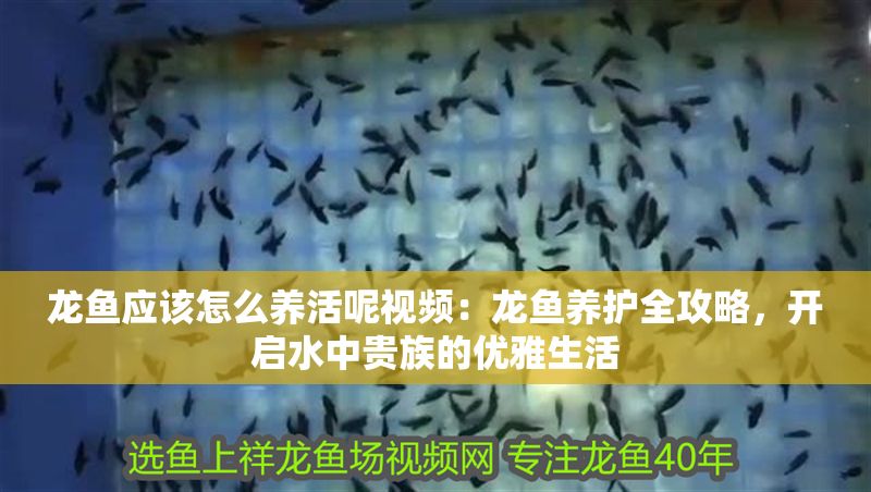 龍魚應該怎么養活呢視頻：龍魚養護全攻略，開啟水中貴族的優雅生活