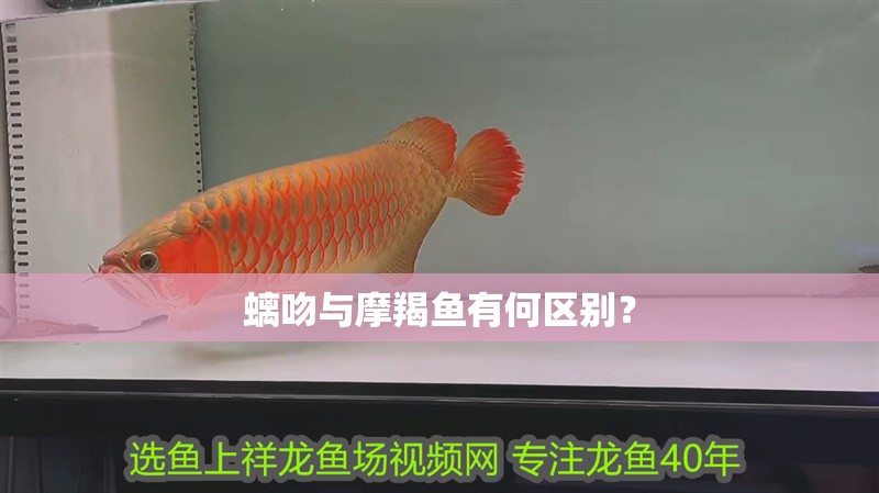 螭吻與摩羯魚有何區別？