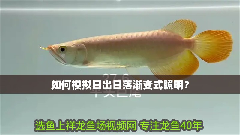 如何模擬日出日落漸變式照明？ 如何模擬日出日落漸變式照明？ 龍魚百科