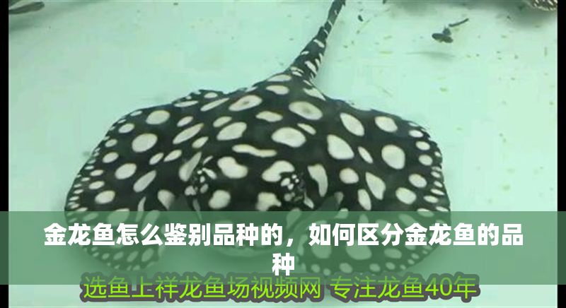 金龍魚怎么鑒別品種的，如何區(qū)分金龍魚的品種
