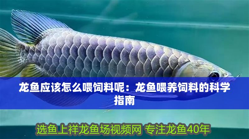 龍魚應該怎么喂飼料呢：龍魚喂養飼料的科學指南