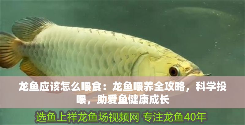 龍魚應該怎么喂食：龍魚喂養全攻略，科學投喂，助愛魚健康成長