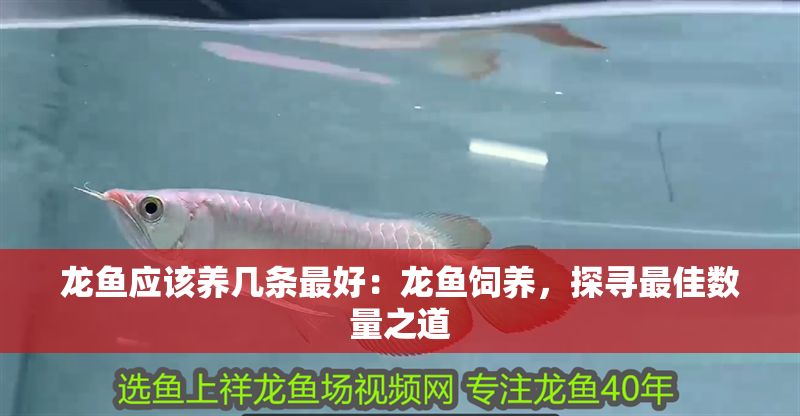 龍魚應該養(yǎng)幾條最好：龍魚飼養(yǎng)，探尋最佳數(shù)量之道