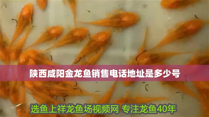 陜西咸陽金龍魚銷售電話地址是多少號