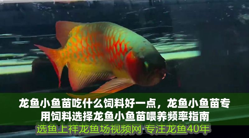 龍魚小魚苗吃什么飼料好一點(diǎn)，龍魚小魚苗專用飼料選擇龍魚小魚苗喂養(yǎng)頻率指南