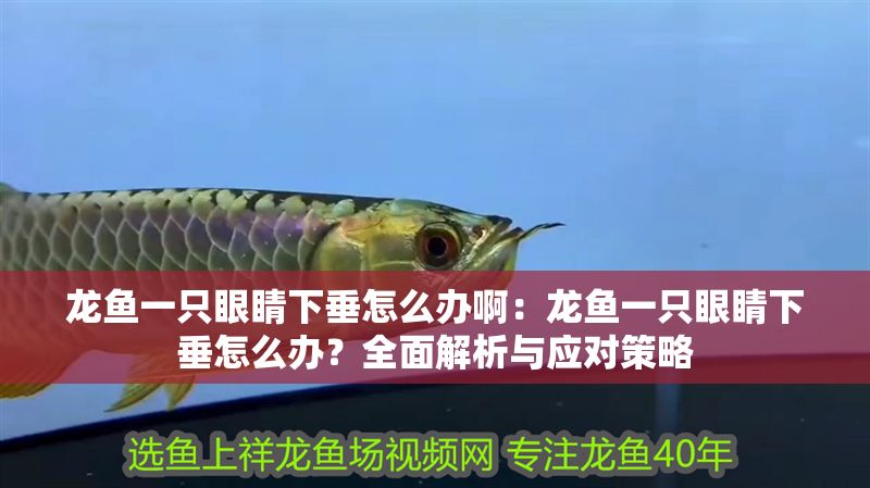 龍魚一只眼睛下垂怎么辦啊：龍魚一只眼睛下垂怎么辦？全面解析與應對策略