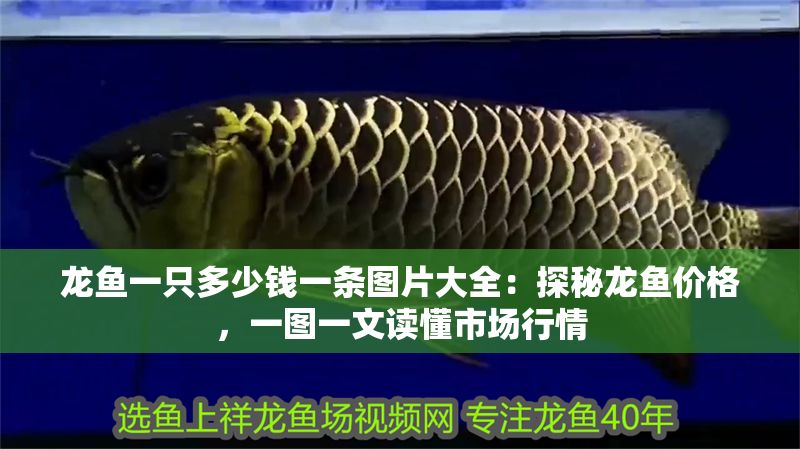 龍魚一只多少錢一條圖片大全：探秘龍魚價格，一圖一文讀懂市場行情