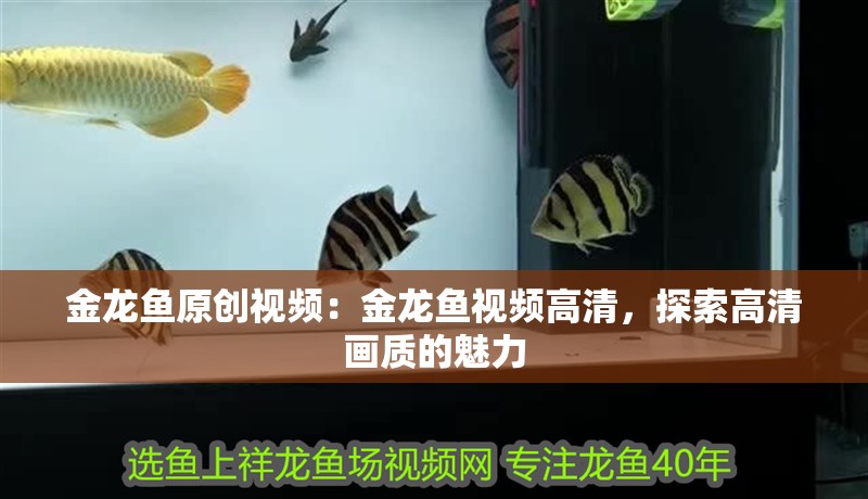 金龍魚原創(chuàng)視頻：金龍魚視頻高清，探索高清畫質(zhì)的魅力