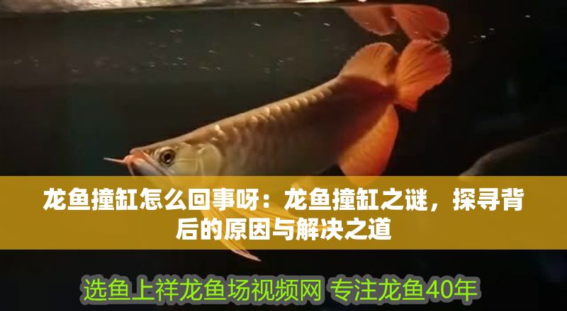 龍魚撞缸怎么回事呀：龍魚撞缸之謎，探尋背后的原因與解決之道