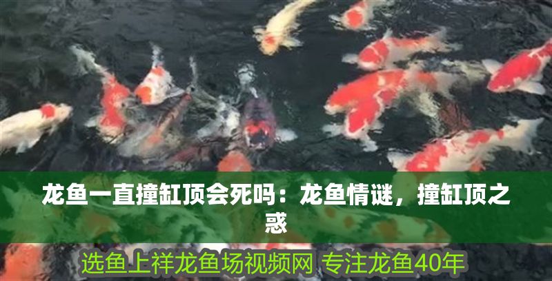 龍魚一直撞缸頂會死嗎：龍魚情謎，撞缸頂之惑