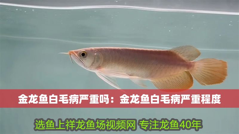 金龍魚白毛病嚴重嗎：金龍魚白毛病嚴重程度