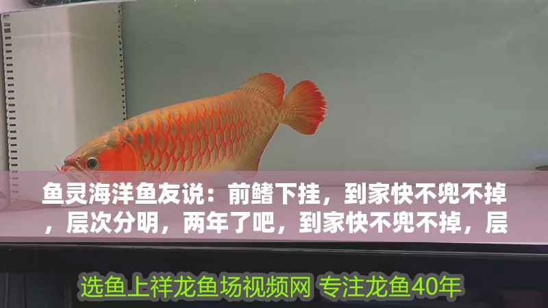 魚靈海洋魚友說：前鰭下掛，到家快不兜不掉，層次分明，兩年了吧，到家快不兜不掉，層次分明，抽獎絕緣體魚友