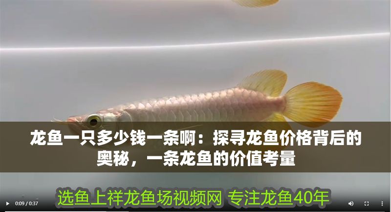 龍魚一只多少錢一條啊：探尋龍魚價格背后的奧秘，一條龍魚的價值考量