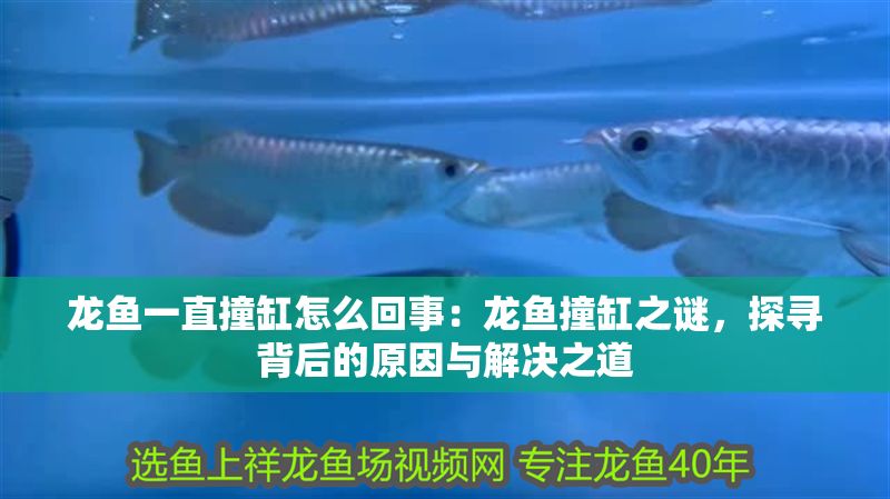 龍魚一直撞缸怎么回事：龍魚撞缸之謎，探尋背后的原因與解決之道