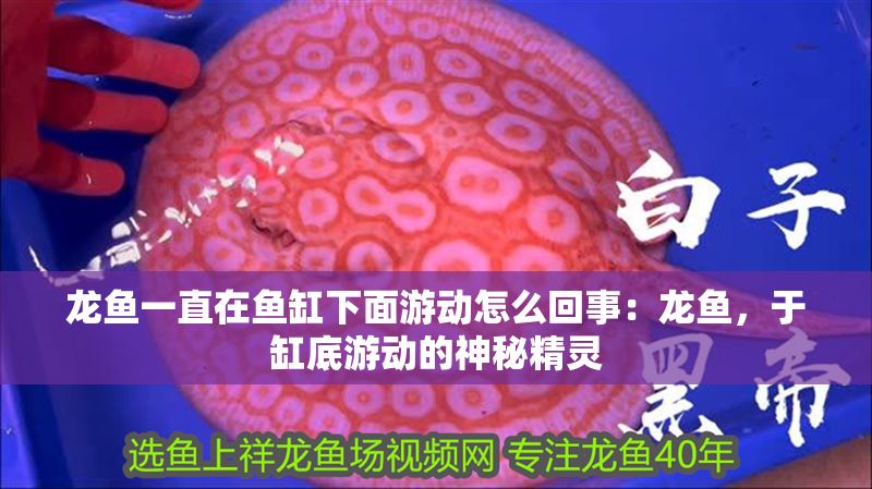 龍魚一直在魚缸下面游動(dòng)怎么回事：龍魚，于缸底游動(dòng)的神秘精靈