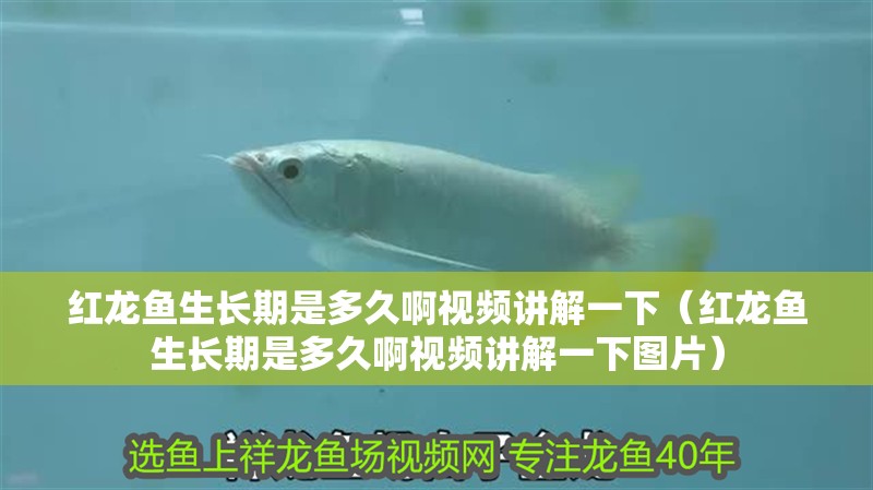 紅龍魚生長期是多久啊視頻講解一下（紅龍魚生長期是多久啊視頻講解一下圖片）