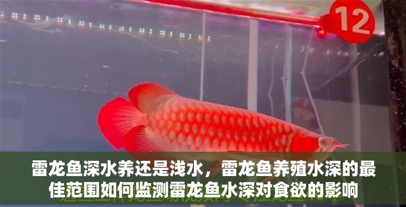 雷龍魚深水養(yǎng)還是淺水，雷龍魚養(yǎng)殖水深的最佳范圍如何監(jiān)測雷龍魚水深對食欲的影響
