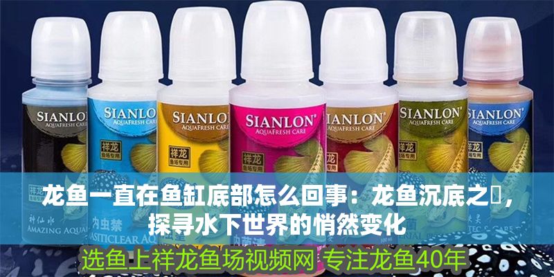 龍魚一直在魚缸底部怎么回事：龍魚沉底之謎，探尋水下世界的悄然變化