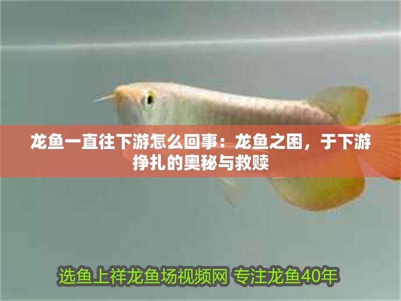 龍魚一直往下游怎么回事：龍魚之困，于下游掙扎的奧秘與救贖