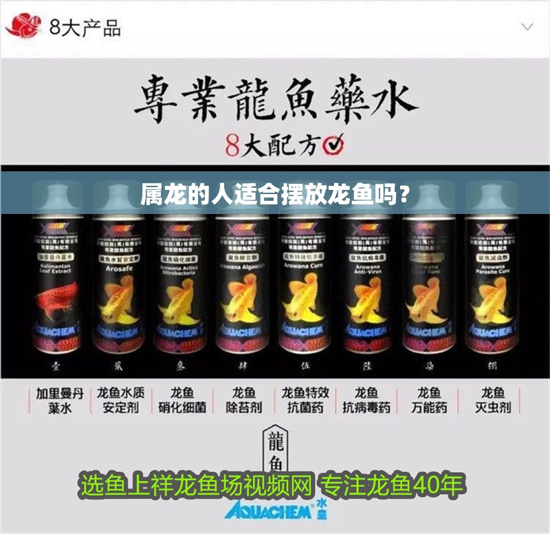 屬龍的人適合擺放龍魚嗎？