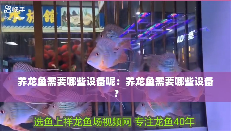 養龍魚需要哪些設備呢：養龍魚需要哪些設備？