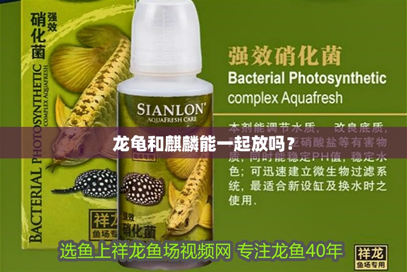 龍龜和麒麟能一起放嗎？