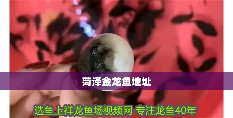 菏澤金龍魚地址