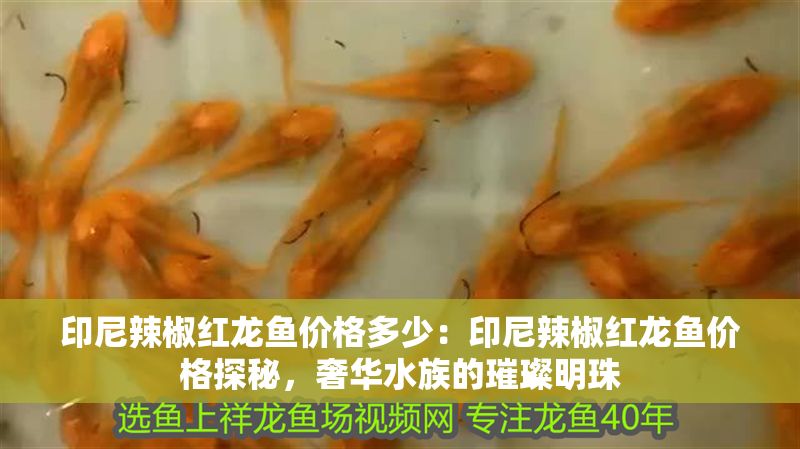 印尼辣椒紅龍魚價格多少：印尼辣椒紅龍魚價格探秘，奢華水族的璀璨明珠