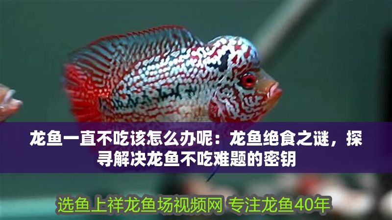 龍魚一直不吃該怎么辦呢：龍魚絕食之謎，探尋解決龍魚不吃難題的密鑰
