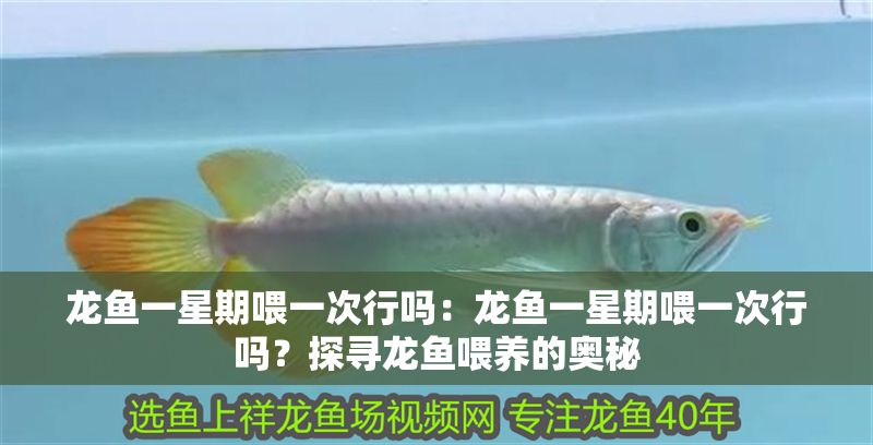 龍魚一星期喂一次行嗎：龍魚一星期喂一次行嗎？探尋龍魚喂養的奧秘