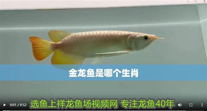 魚缸用增氧泵價格是多少:魚缸增氧機-xtrac增氧機-xtrac增氧機 金龍魚是哪個生肖 龍魚百科 金龍魚是哪個生肖 金龍魚是哪個生肖 龍魚百科