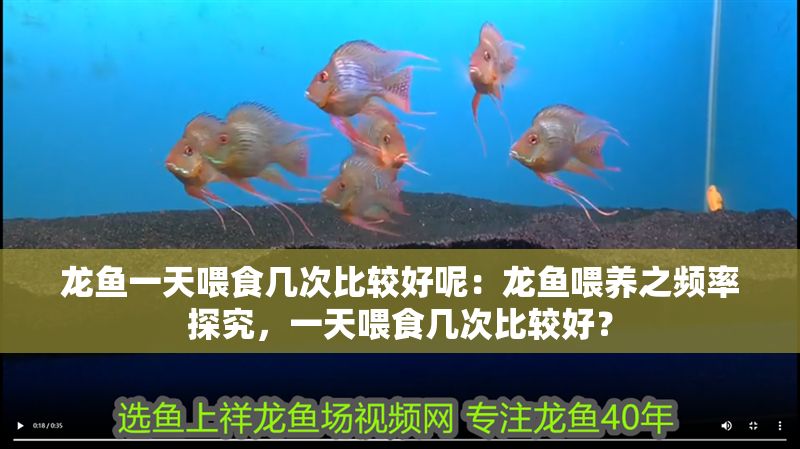 龍魚一天喂食幾次比較好呢：龍魚喂養之頻率探究，一天喂食幾次比較好？