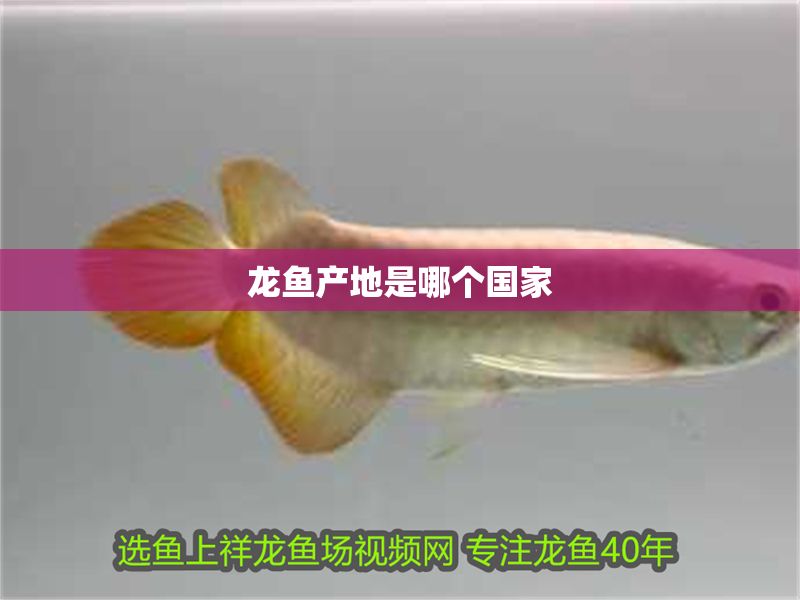 龍魚產地是哪個國家