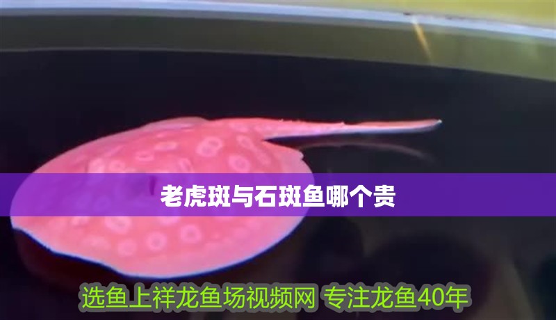 老虎斑與石斑魚哪個貴